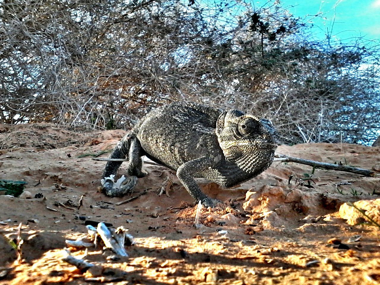 animals in the wild, animal themes, wildlife, one animal, tree, nature, forest, rock - object, field, day, reptile, outdoors, no people, full length, sunlight, beauty in nature, zoology, rock, stone - object, tranquility