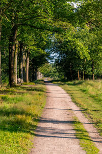 Road passing through trees