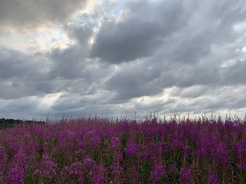Purple flowering plants on field against sky