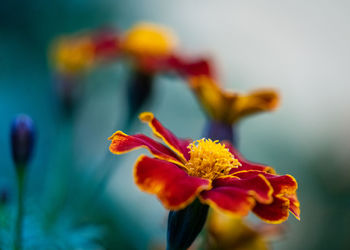 Close-up of wilted flowers on plant