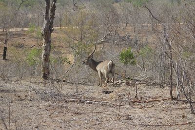 Deer standing on field in forest