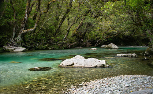 Rocks by river in forest