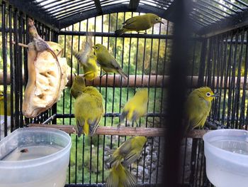 View of parrot in cage