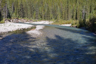 Surface level of stream along trees in forest