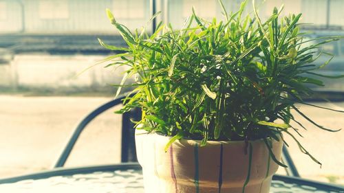 Close-up of potted plant on table