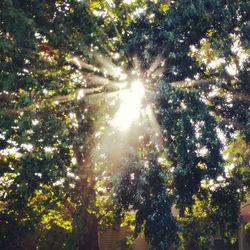 Sun shining through trees