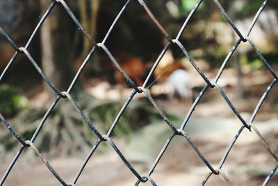 Close-up of chainlink fence