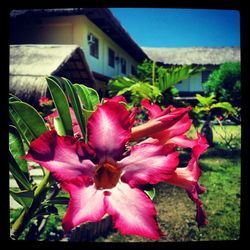 Close-up of pink flowers