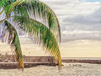 Palm trees on beach against sky