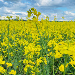 Scenic view of oilseed rape field against sky