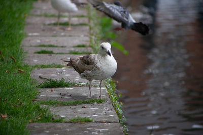 bird