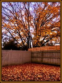 Autumn tree against sky