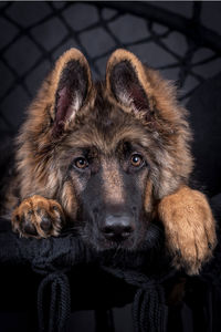 Portrait of the german shepherd long hair dog