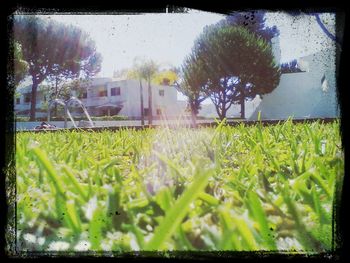 Trees on grassy field