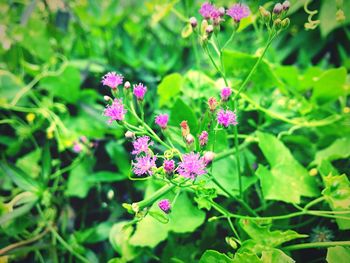 Close-up of purple flowers