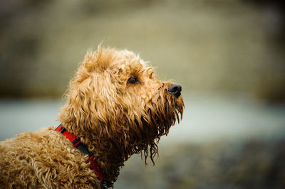 Close-up of dog outdoors