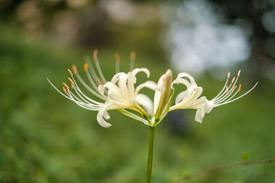 Close-up of white flowering plant