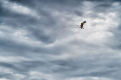 Low angle view of bird flying in sky