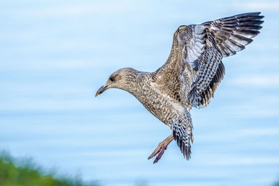 Close-up of seagull flying