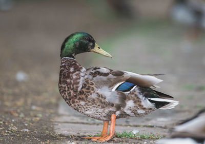 Close-up of a duck