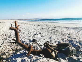 Driftwood on beach against sky