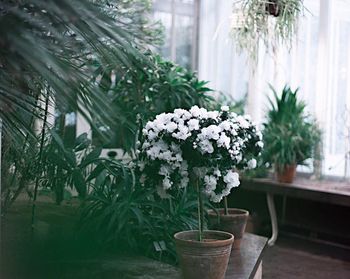 Close-up of potted plant on window