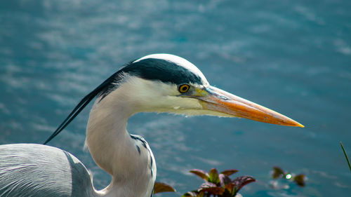 Close up view of large grey heron head