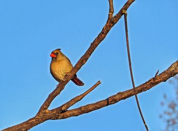 Low angle view of birds perched on branch