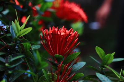 Close-up of red flowering plant