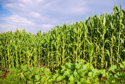 Crops growing on field against sky