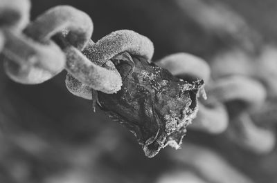 Close-up of frost on flower