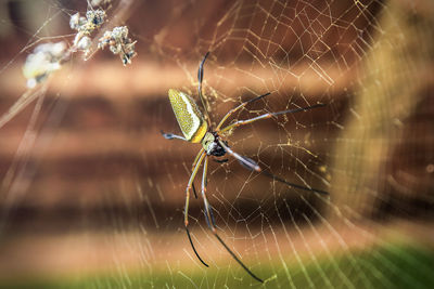 Close-up of spider on web