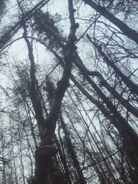 Low angle view of bare trees against sky