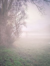 Bare tree on field against sky