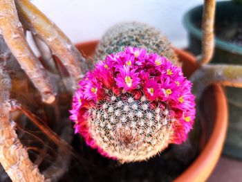 Close-up of pink flowering plant