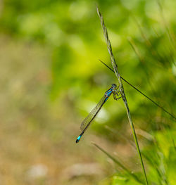 Close up macro shot of blue-tailed damselfly or common bluetail in green grass field setting