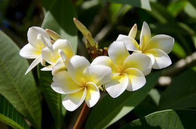 Close-up of white flowering plant