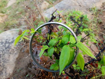 High angle view of potted plant on field