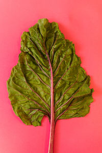 Close-up of green leaf against red background
