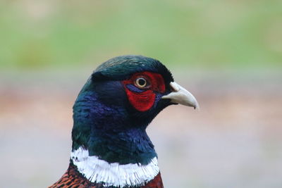 Close-up of pigeon