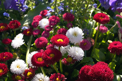 Close-up of white flowering plants