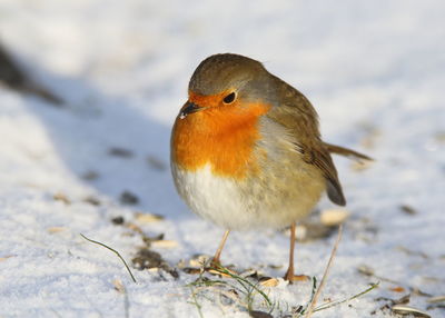 Close-up of bird perching on snow