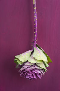 Close-up of plant against purple wall