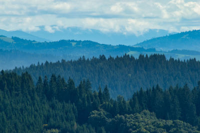 Panoramic view of pine trees in forest against sky