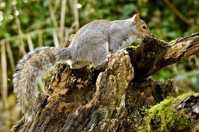 Close-up of squirrel on tree