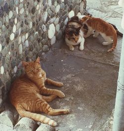 domestic animals