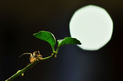 Close-up of insect on plant at night