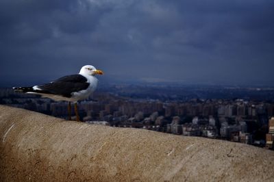 Seagull perching on a city