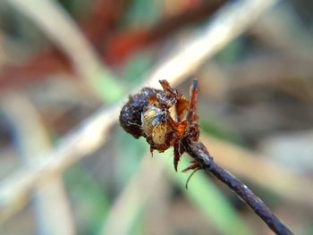 Close-up of spider on twig