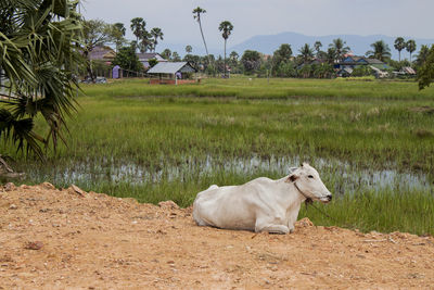 Cows in a field